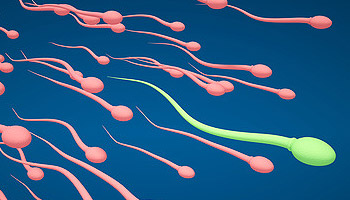 Kinderwunsch - Spermien sind unterschiedlich